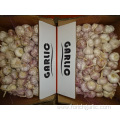 New Crop Garlic Fresh 2019